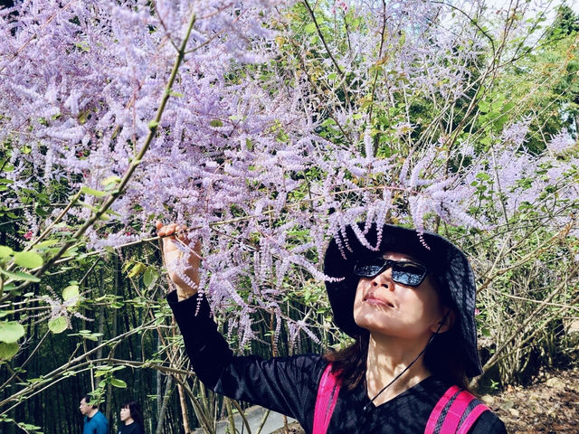 櫻花竹林秘境．石壁山壯麗之旅