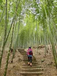 櫻花竹林秘境．石壁山壯麗之旅