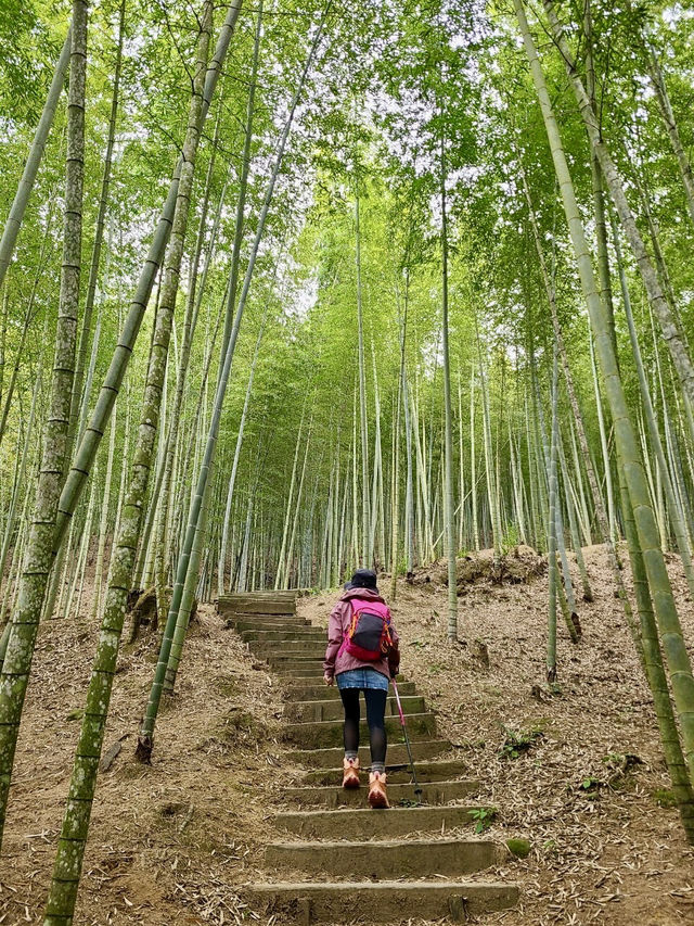 櫻花竹林秘境．石壁山壯麗之旅