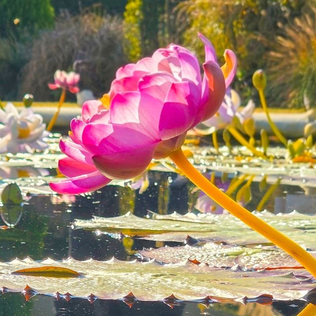 ์ ์ฃผ์๋ชฉ์์ด ์ด๋ ๊ฒ ์ด์๋ค๊ณ ? ์ ์ฃผ์๋ชฉ์์ด ์ด๋ ๊ฒ ์ด์๋ค๊ณ ?