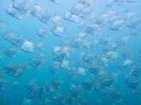 ดำน้ำลึกระยองกับ The Toy Dive Center