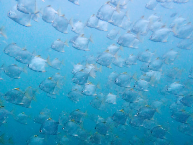 ดำน้ำลึกระยองกับ The Toy Dive Center ดำน้ำลึกระยองกับ The Toy Dive Center