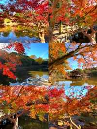 奈良小眾絕景🍁秋日鷺池的油畫感太絕了!