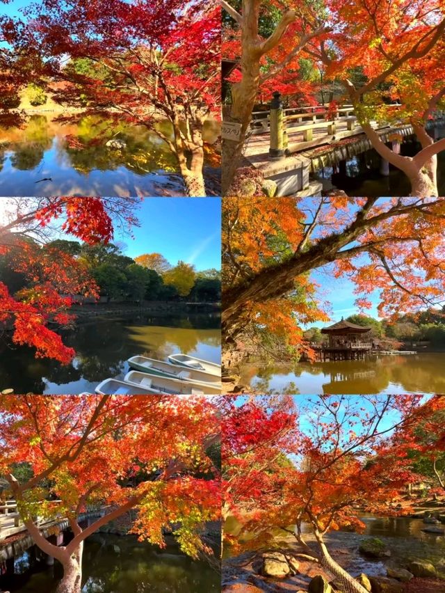 奈良小眾絕景🍁秋日鷺池的油畫感太絕了! 奈良小眾絕景🍁秋日鷺池的油畫感太絕了!