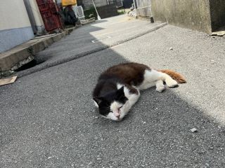 Located in Shinmiya-cho, Fukuoka Prefecture, Aijima, also known as Cat Island, is a healing island. Island cats live freely, they are used to being close to people, it is an excellent choice for cat lovers or you who want to relax. The island has a leisurely fishing village scenery, along the coast blue sky and white clouds, sea view with cats, all very chill, no pressure feeling.

Recommended routes and must-do items
- It is recommended to take the ferry from Shinmiyacho to Aijima, you will be greeted by many cats as soon as you get off the boat, remember to explore the whole island with a slow walk. The main route is along the coast path, near the wooden fenced resting location, various alleys and old fishing houses, the most cats gather, no need to look for, people and cats automatically have a bond.
- Must-photo spots include: near the pier, next to the wooden fence, the seaside path and the small bridge. The photo island is perfect for a natural-style travel shoot, where the cat and the sea view are composed together, which is already very beautiful without editing.

Tips for visiting attractions
- Never bring your own food to feed your cat. People on the island feed them regularly. Indiscriminate feeding will only affect the health of the cats and the island's ecology.
- The island facilities are simple, it is recommended to bring enough water and shade (especially in summer), there are not many shops on site, remember to be ready before you leave.
- Recommended to visit on weekdays, fewer tourists can enjoy interacting with cats and taking pictures, weekends/holidays are crowded and cats may avoid the bustle.
- Pay attention to the boat schedule at the pier, missing the last ferry will have to stay on the island, pay attention to the ferry schedule for the day.
- Respect the island residents and the cat living environment, avoid loud, chasing cats, zoom with the camera is OK.

Precautions
- Free admission throughout the island, but also keep it clean and take your own garbage away.
- Suitable for parents and children, but be aware that children do not chase and scare cats at will.
- In addition to cats, the island also has many natural scenery, seaside rock field and distant view of the fishing port on the other side are good, can be visited by the way.

Related Topics: #Aijima #FukuokaTravel #CatIsland #HealingJourney #NaturalScenery