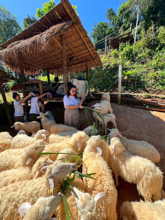 แพลนเที่ยว ทริปเชียงราย2025 1วันเต็ม📸