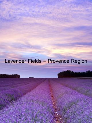 Lavender Fields – Provence