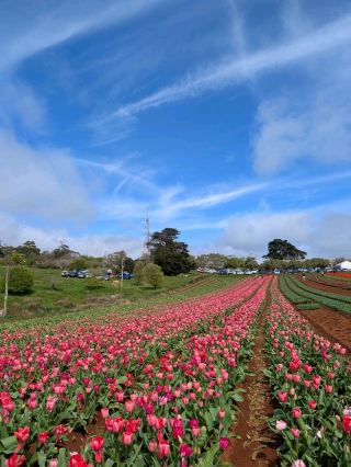 ทัสเมเนีย ทูลิปส์ ดรีม 💐