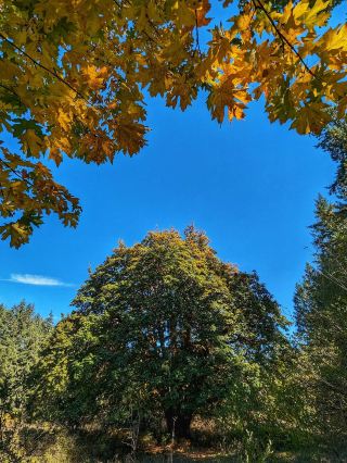When it comes to fall outdoor activities in British Columbia, the Cowichan River is an absolute must-see! Start the new month on the first day of October with this stunning river – hiking in the cool sunshine, admiring the natural beauty along the banks of the New Zealand River, feeling completely healed by nature's energy 🌲✨ If you also love the tranquil scene of trees casting shadows on flowing water, be sure to bookmark this itinerary!

Cowichan River Itinerary Highlights

Located inland on Vancouver Island, this river boasts extensive forests along its banks. In autumn, the sunlight filters through the trees, creating shimmering reflections on the water and in the shadows, perfect for taking photos! The entire route is a natural wilderness trail, allowing you to escape the hustle and bustle of the city and immerse yourself in pure natural beauty 👌

Recommended Itinerary

📍Starting Point: Cowichan River Provincial Park

Address: Lake Cowichan, BC V0R 2G0

It's recommended to arrive in the morning to experience the morning sunlight reflecting off the water...