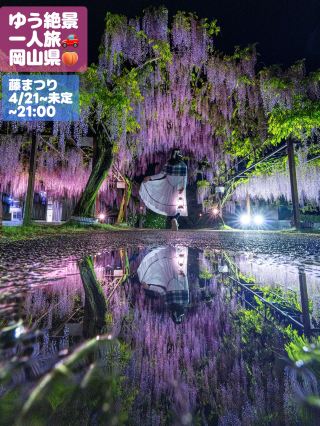 ここ知ってる？日本一の藤公園⁉️⁉️入園料たったの500円‼️