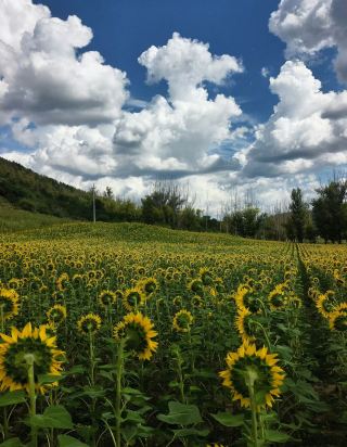🌻 Sunflowers of Saihanba | A Sea of Golden Light