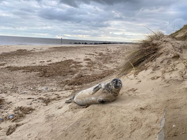 🌊🦭 Nature's Spectacle Along Norfolk's Coast