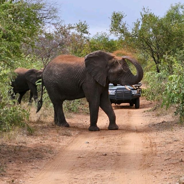 Visiting the Kruger national park