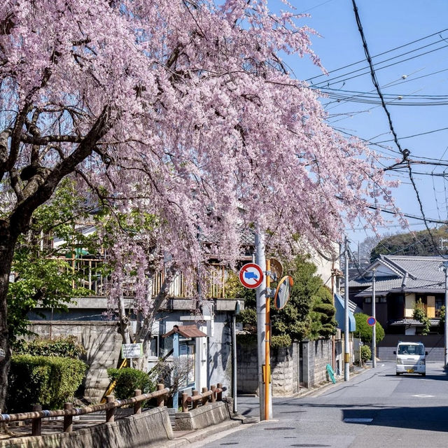 🌸Japan’s Cherry Blossom Destinations🌸