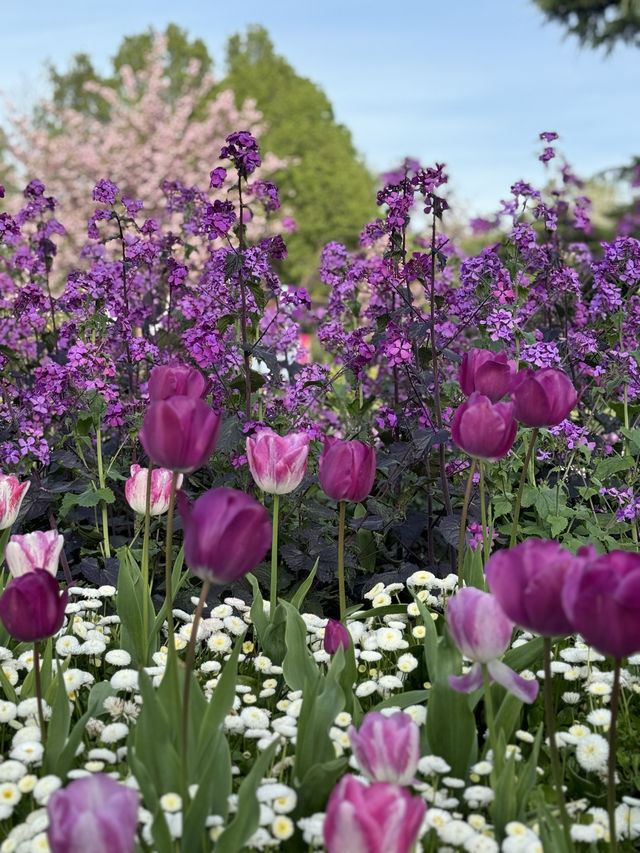 【🇬🇧倫敦春天必遊🌸】Greenwich Park櫻花大道及野餐好去處🍃