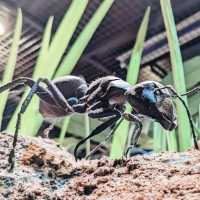🐛伊丹市昆蟲館🐝日本標本數量最多的展覽