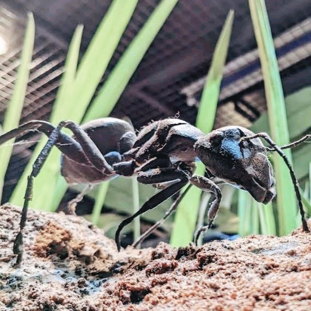 🐛伊丹市昆蟲館🐝日本標本數量最多的展覽
