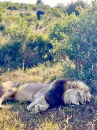📍Addo Elephant Park, South Africa 🇿🇦 