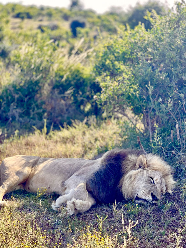 📍Addo Elephant Park, South Africa 🇿🇦 