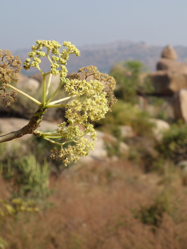 Shri Achyutaraaya Swamy Temple, Hampi: A Hidden Gem of Heritage