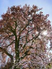 Blossom Season: London’s Floral Wonderland 🌸🌷