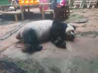 Must-visit places in Anshan Zoo