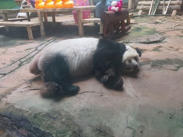 Must-visit places in Anshan Zoo