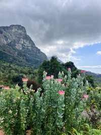Kirstenbosch Gardens – Nature’s Masterpiece at Table Mountain’s Base 🌷