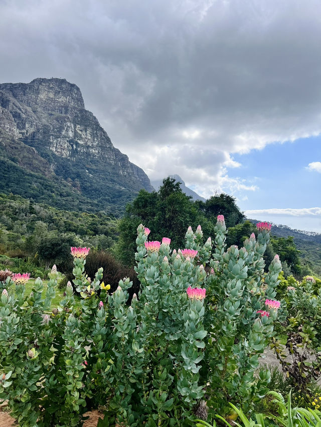 Kirstenbosch Gardens – Nature’s Masterpiece at Table Mountain’s Base 🌷