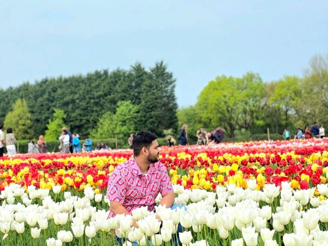 A Lovely Spring Day at Tulley's Tulip Farm, Hatton