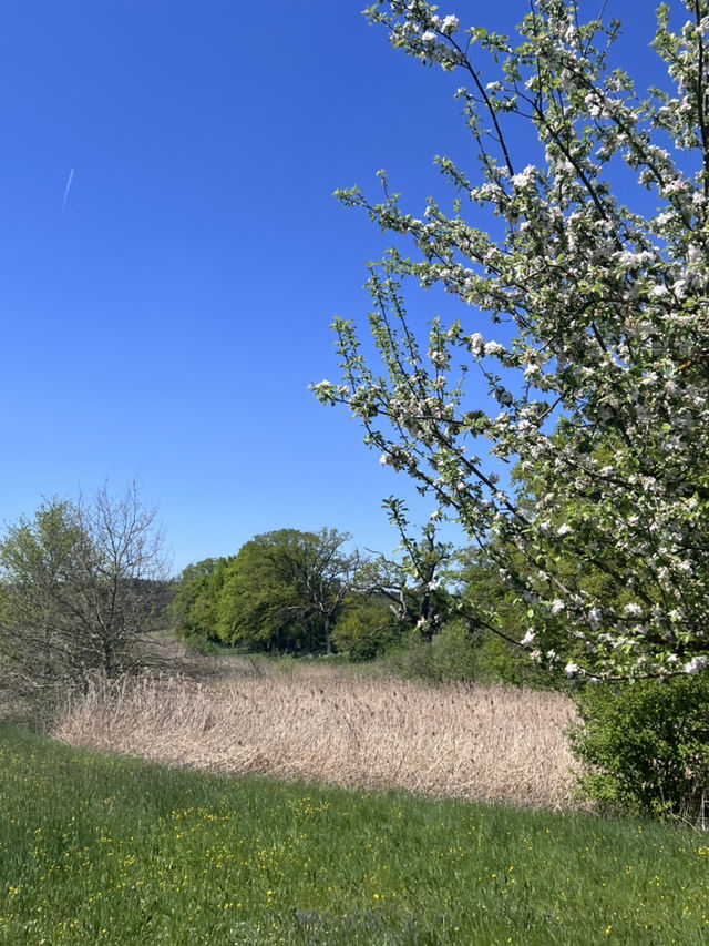 **Egglsee in Ebersberg：湖光森林裡的隱藏版療癒時光**  