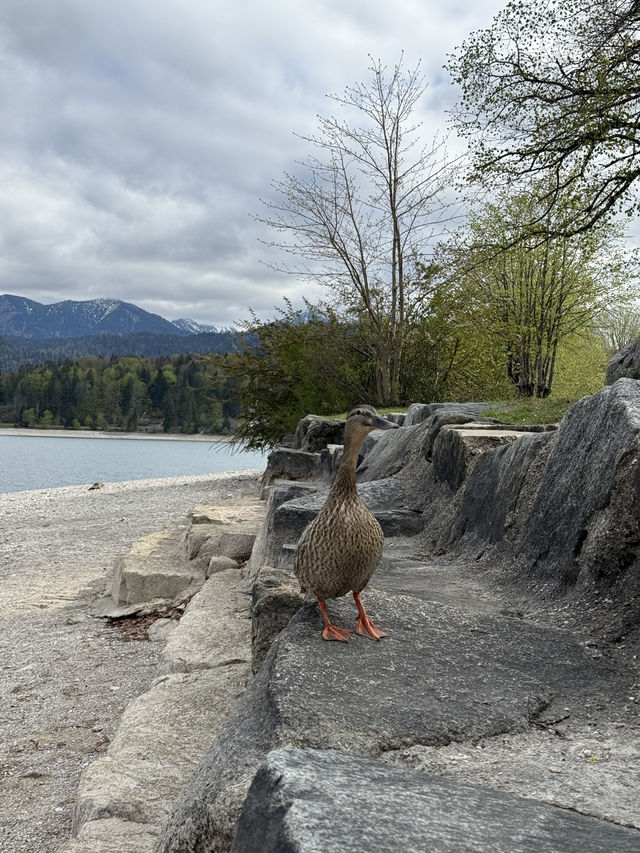 Discover the surroundings of Walchensee ⛴️