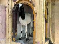 To live or to die here in Varanasi?