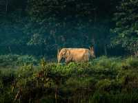 Into the Wild: Exploring Chitwan National Park, Nepal 