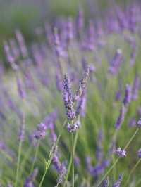 Provence | Brilliant place for lavender pictures 