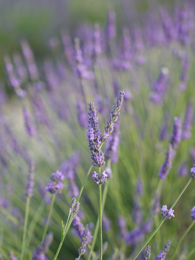 Provence | Brilliant place for lavender pictures 