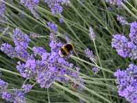 Bumblebees