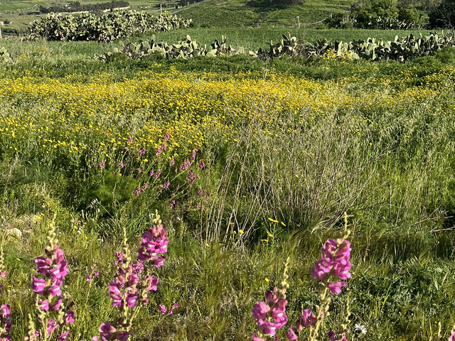A day in Malta for nature lovers
