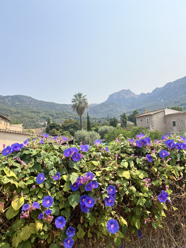 Day Trip from Palma to Soller 