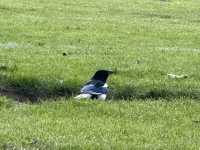 🌳 Discover Roundwood Park, Brent – A Hidden Green Gem in London! 🌳