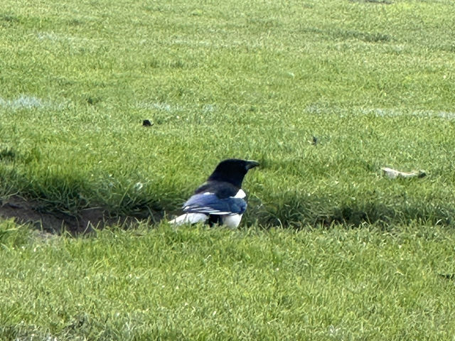 🌳 Discover Roundwood Park, Brent – A Hidden Green Gem in London! 🌳