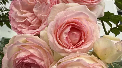 Roses Blossom in Graz 🌹✨ — traveler post in Styria