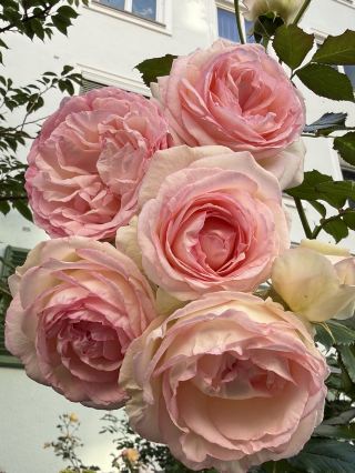 グラーツでバラが咲き誇る🌹✨