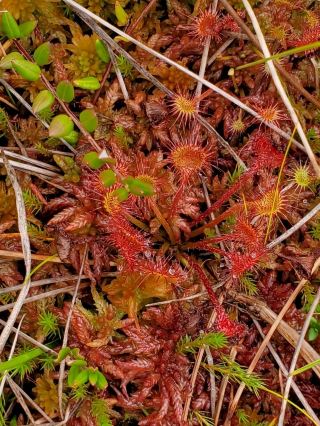 Exploring Miory District: Wild Swamps & Hidden Nature Gems 🌿

If you’re itching for raw outdoors and unreal scenery, Miory District should be high on your radar! Nestled in northern Belarus, the star of the show here is the Elnya (Yel'no-Sukhoverzh'ye) swamp—a vast, otherworldly peatland full of rare plants and sweeping views unlike anywhere else. 🏞️

Top Spots to Visit in Miory District

1. Yel'no-Sukhoverzh'ye (Elnya Swamp)
Address: Belarus
Hours: Open 24/7, but aim for daylight hours (nature, remember!).
Why go: This is *the* spot for nature lovers. The swamp is famous for its untouched landscape, mossy hummocks, and unique plant life. Birdwatchers, get ready: migration season is epic here!
Insider Tip: Wear waterproof boots (seriously—the peat is squishy!), and bring binoculars if you’re into birds or wildflowers.

2. Lakeside Walks Near Miory
Stroll around the smaller lakes dotting the Miory District for even more views. It’s a calming way to soak in the scenery and snap dreamy sunset photos.

Key Travel Tips
Getting Around: Public transport is tricky—if possible, rent a car for freedom (make sure the road to the swamp isn’t muddy after heavy rain).
What to Eat: Try local Belarusian snacks—grab draniki (potato pancakes) in Miory town before heading out.
Weather: Best visited between late spring and early autumn for manageable trails and good visibility.

The Elnya swamp area is a real hidden gem: you’ll get both adventure and peace, far away from crowds. Perfect for anyone who wants to unplug and reconnect with true nature.

#BelarusNature  #MioryDistrict  #ElnyaSwamp  #HiddenGems  #OutdoorAdventure 