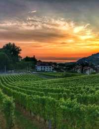 Vineyard