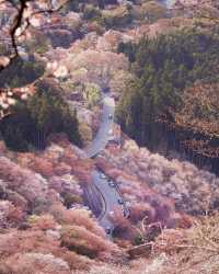 [Yoshino Mountain Free Travel‧Cherry Blossom Valley Guide] 🌸✨