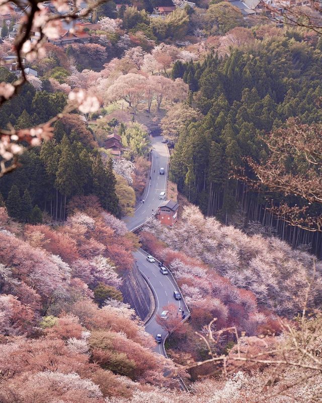 [Yoshino Mountain Free Travel‧Cherry Blossom Valley Guide] 🌸✨