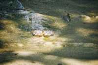 羚羊峽古棧道森林公園：一個富有生命力的綜合性公園