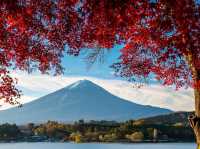 Hakone Unleashed: Revealing Nature's Hidden Gem! 🌳💎