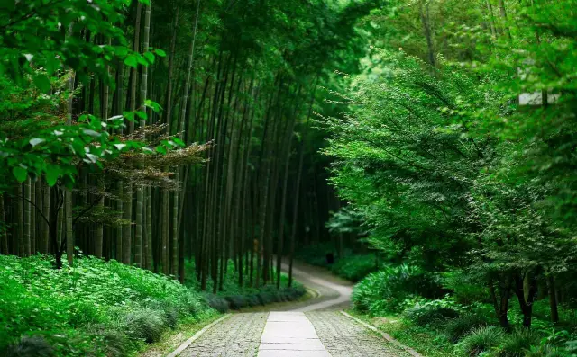 Hangzhou Yunqi Bamboo Path: Verdant bamboo, towering ancient trees, explore the natural beauty of Hangzhou
